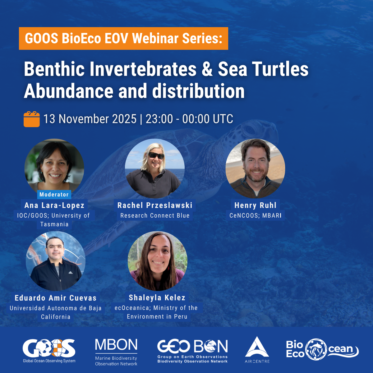 Invertebrates Sea Turtles Webinar - square