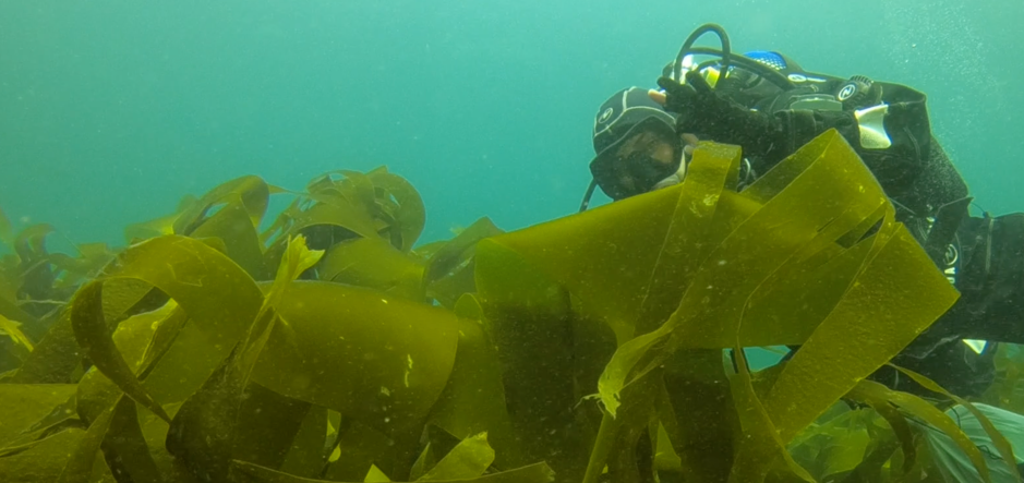 Diver-Laminaria