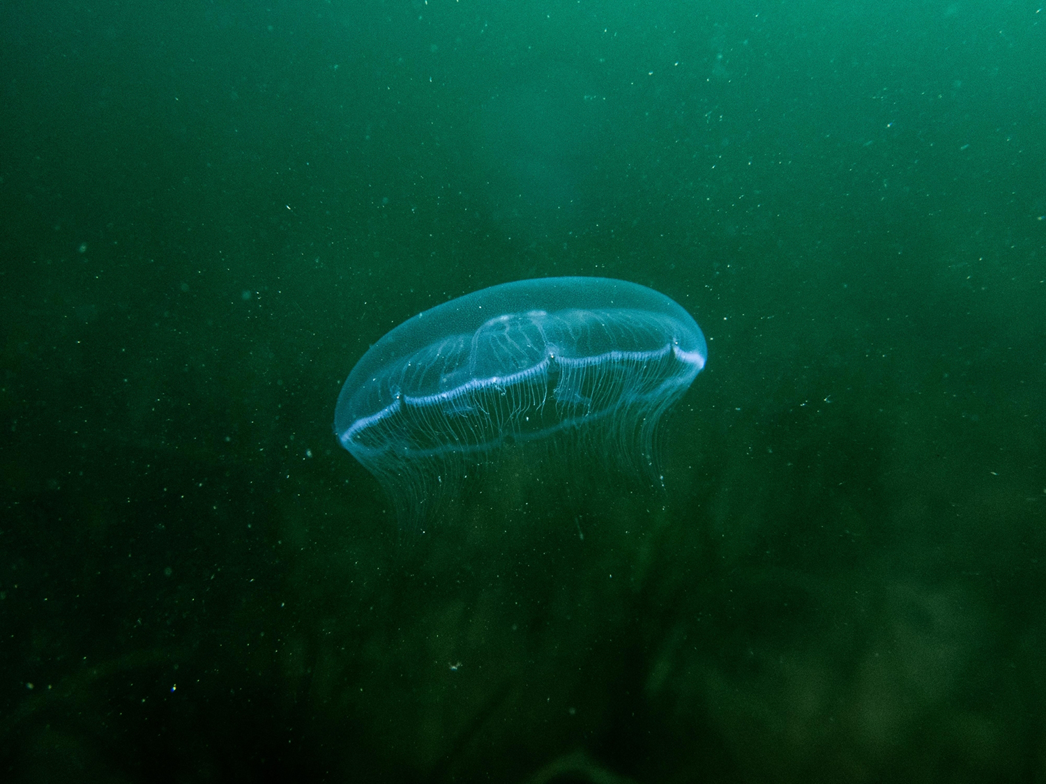 Common_moon_jelly_Janine H