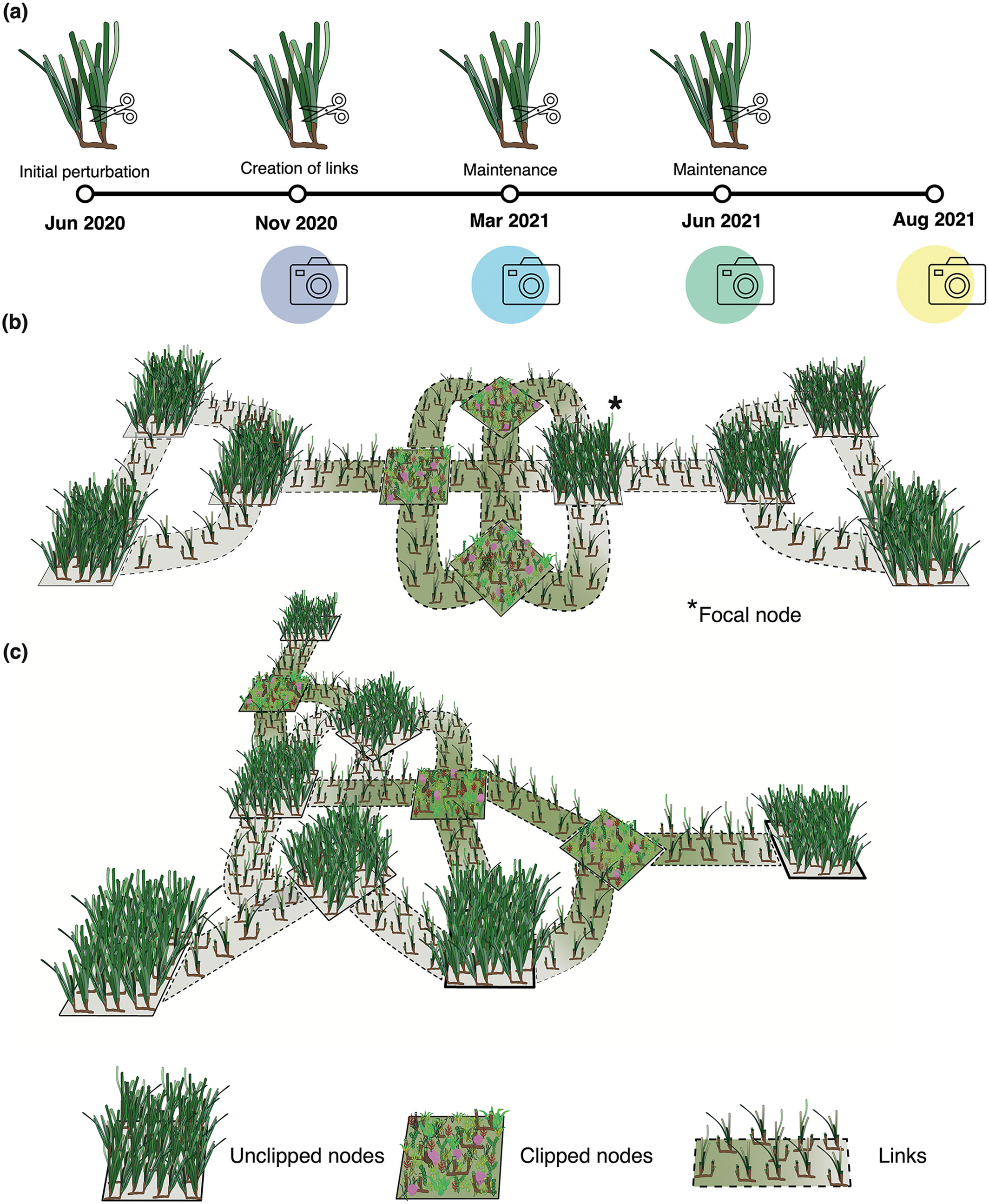 Paper-figure-ecy70476-fig-0001-m