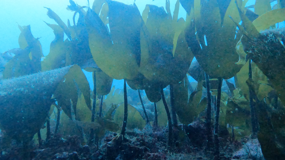 Typical Laminaria